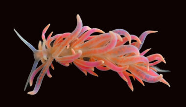 A bright pink-and-orange sea slug with long, wavy arms stretches out against a black background.