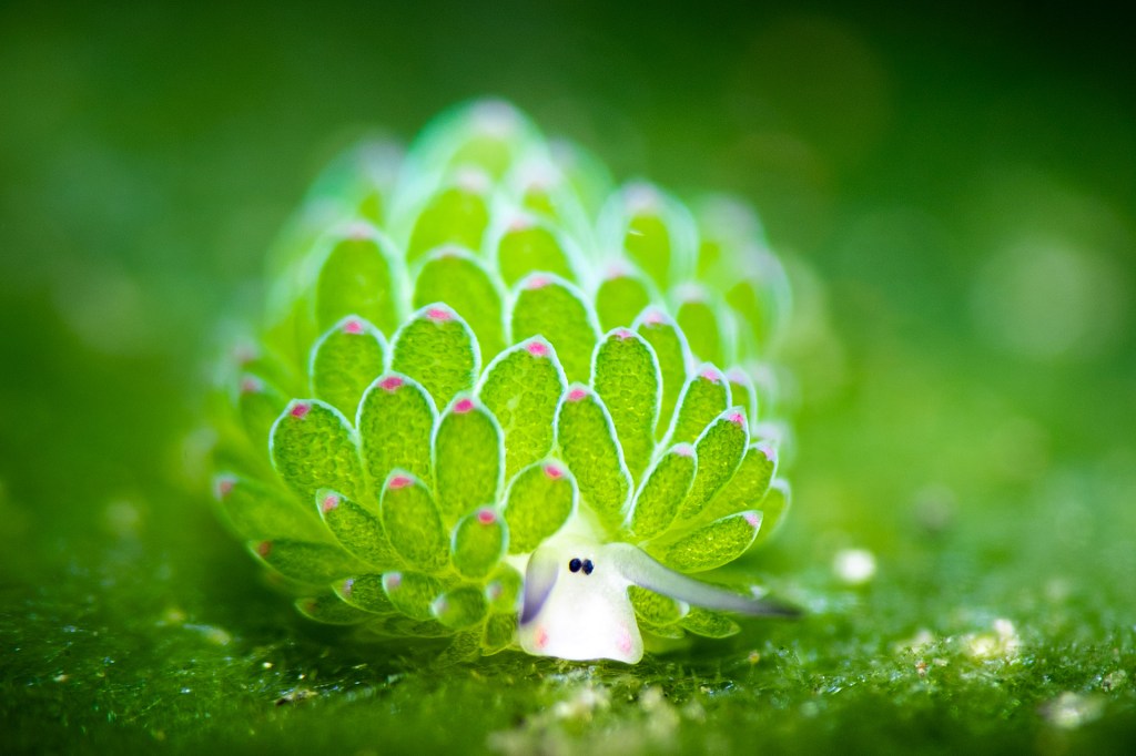 A small green sea slug that looks like a leaf sits on algae, with two tiny eyes peeking out.