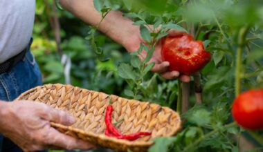 Low lycopene intake associated with higher risk of severe gum disease, study finds