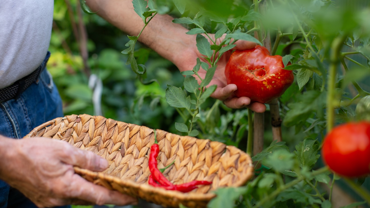 Low lycopene intake associated with higher risk of severe gum disease, study finds