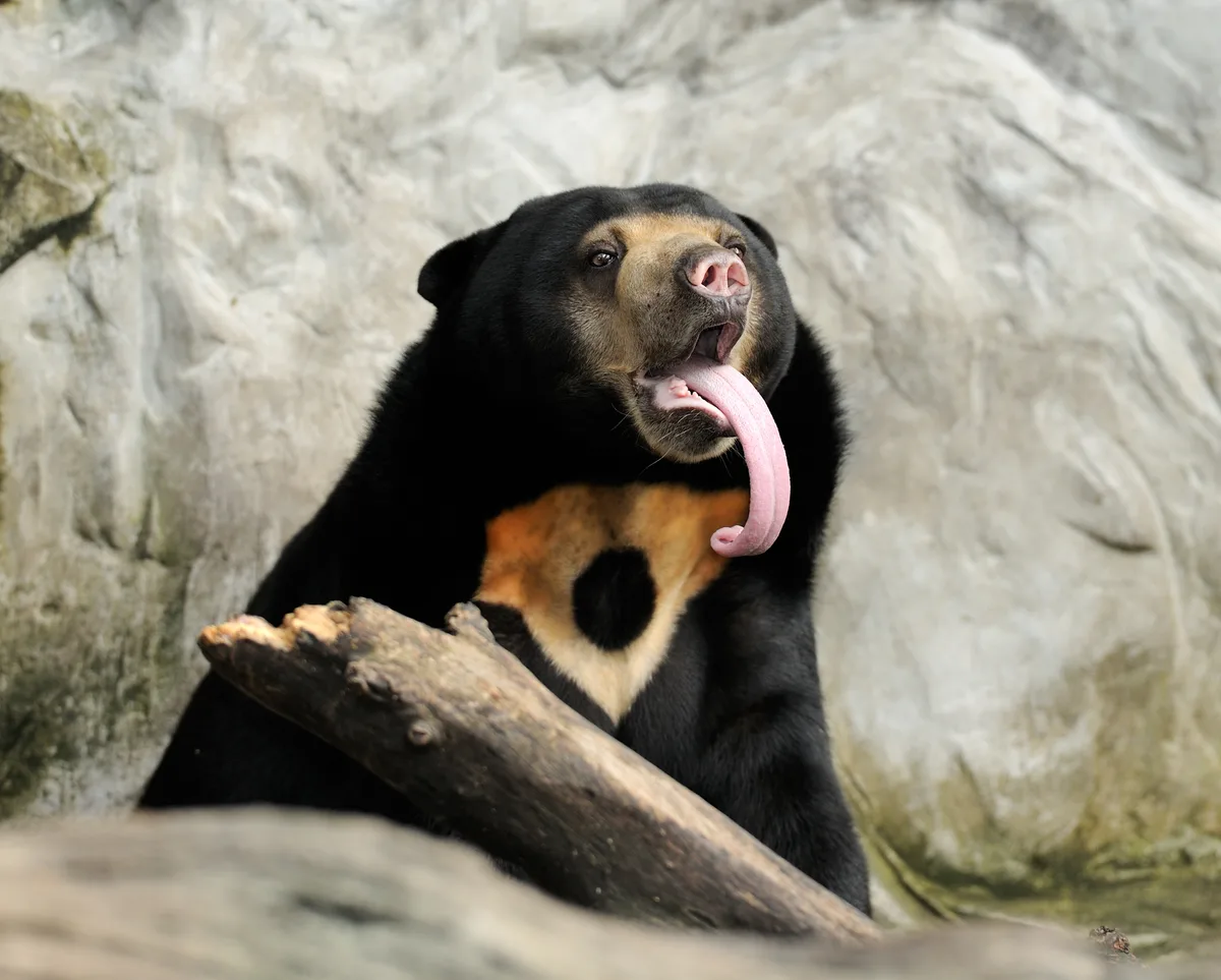 Sun bear