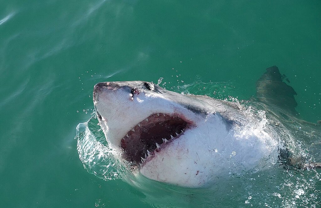 Aggressive great white shark surfacing with open mouth in ocean.
