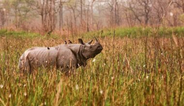 Zero Rhinos Poached in India's Stronghold for the Second Year on Record
