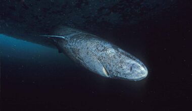 The Greenland Shark Isn't Blind After All, Even After Centuries of Swimming in Dark Water