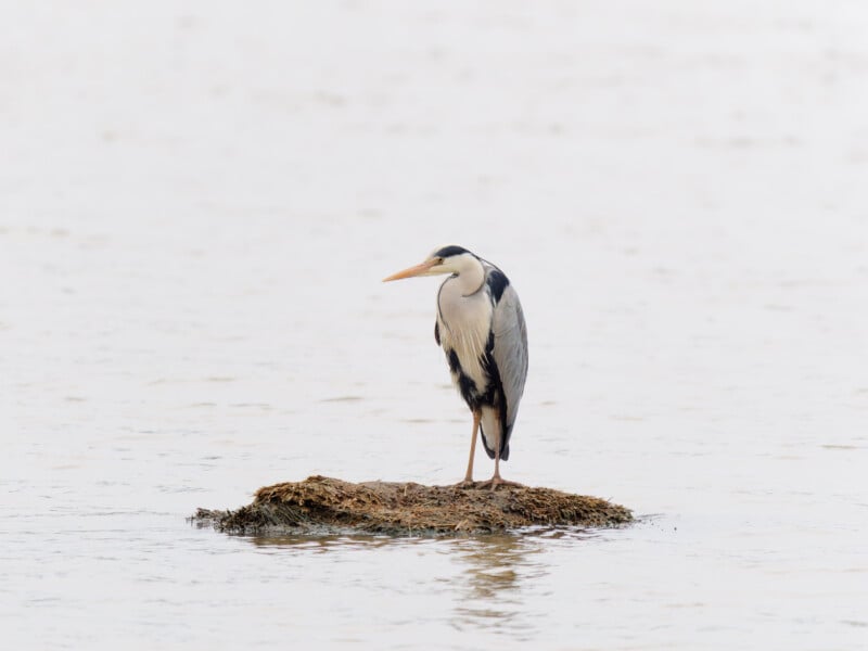 A grey heron stands alone on a small mound of vegetation in calm, shallow water, with a soft, pale background.