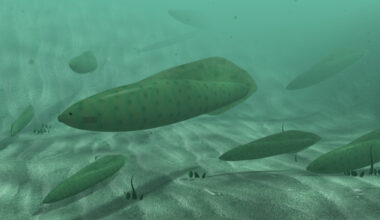 Artistic reconstruction of a group of Myllokunmingiidae swimming near the seafloor