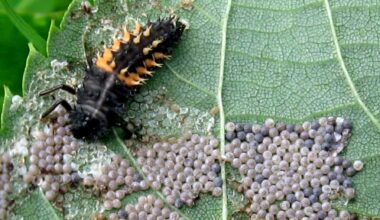 A Harlequin larva on a leaf that is covered in moth eggs