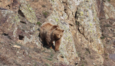 Study identifies prime brown bear habitats beyond protected areas