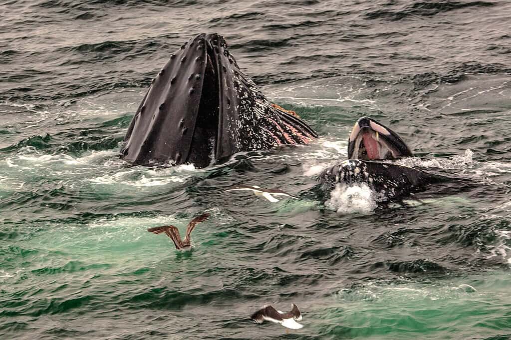 Giant humpback whale breaching ocean surface with seabirds around.