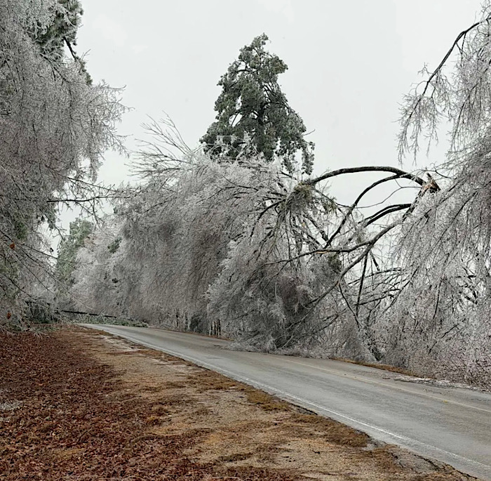 Photos: Icy trees pose hazard along Attala County Roads