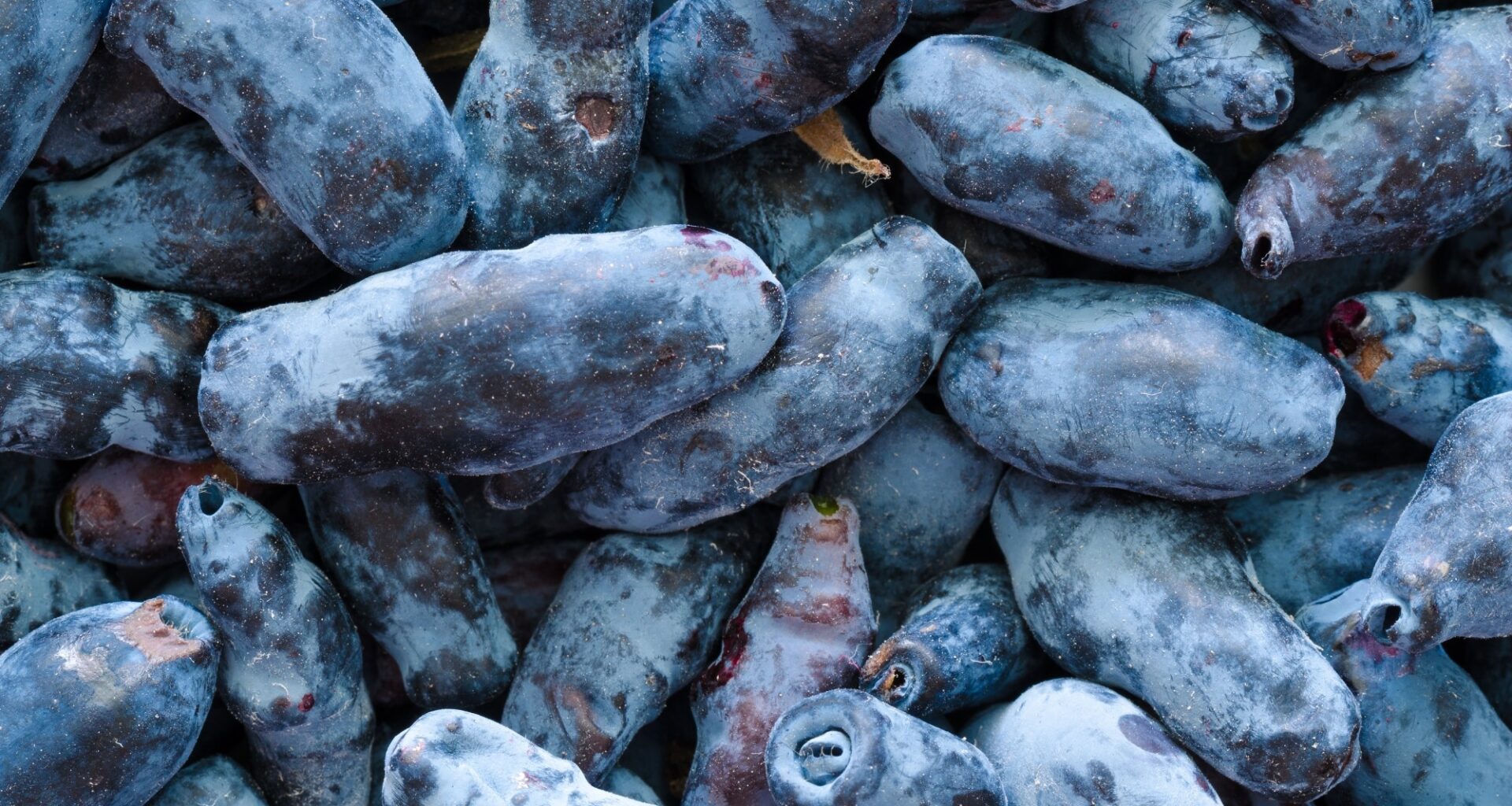 Anthocyanins, Brain Health, and Cardiovascular Effects