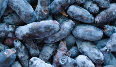 Anthocyanins, Brain Health, and Cardiovascular Effects