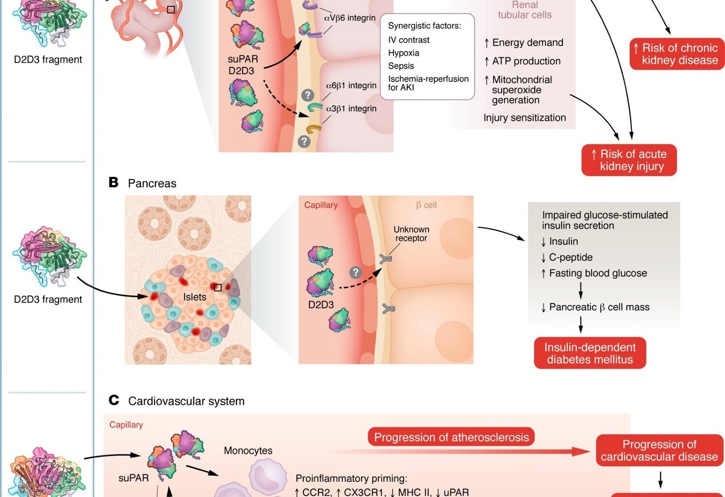uPAR and its associated proteins induce multiorgan injury. Dysregulation of innate immunity caused by various physiological challenges, such as diabetes, hypertension, viral and bacterial infections, or smoking, leads to elevated suPAR levels and/or production of the D2D3 protein. Models illustrate the mechanisms through which these proteins cause injury to the kidney (A), pancreas (B), and cardiovascular system (C).