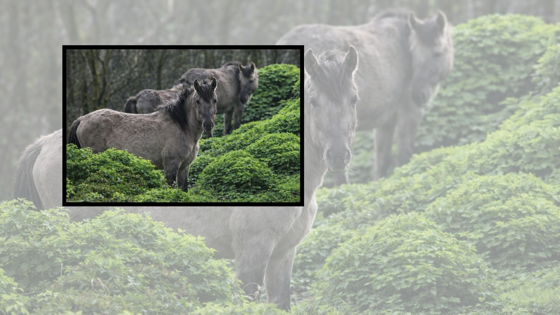 Free-range horses have been reintroduced to the Scottish Highlands and have gone on to restore wetlands, increase biodiversity, and reduce the use of heavy machinery.