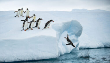 Drop in ocean's iron spells danger for seals, penguins, and whales