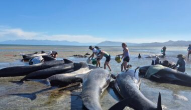 Some whales restrand at New Zealand's Farewell Spit, six die