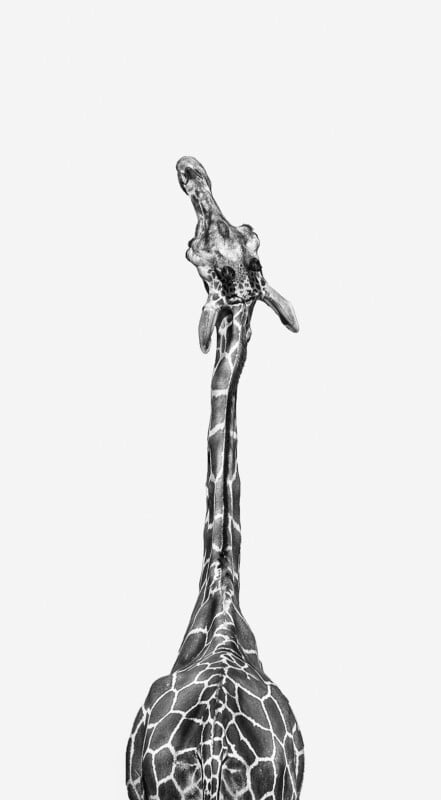 A black and white photo of a giraffe taken from behind, showing its long neck stretching upward and its head turned slightly to the side against a plain white background.