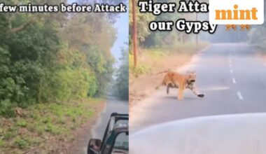 Caught on camera: Tiger runs toward safari gypsy in Jim Corbett, chilling video goes viral