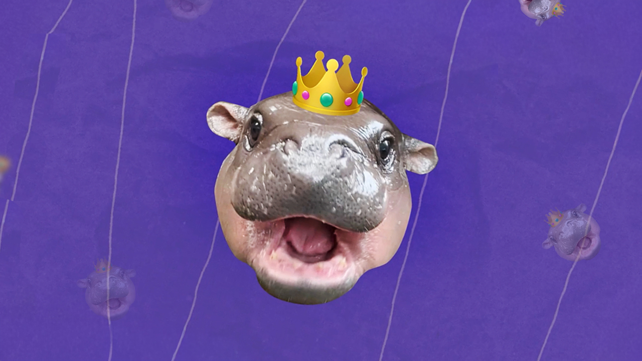 Can Moo Deng, the viral pygmy hippo, save her species? 