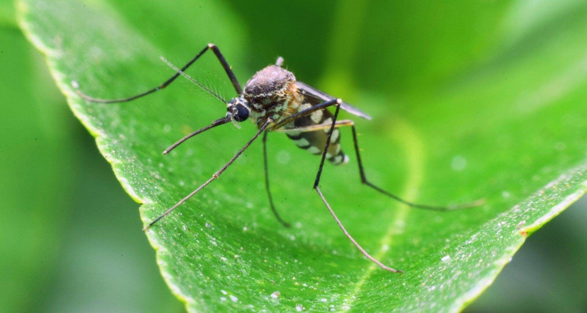 Forest mosquitoes turn to human blood as their habitat shrinks