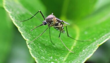 Forest mosquitoes turn to human blood as their habitat shrinks