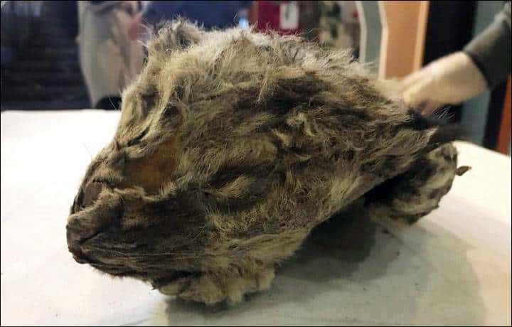 Mummified Cave Lion Cub Head And Paw Recovered From Siberian Permafrost.