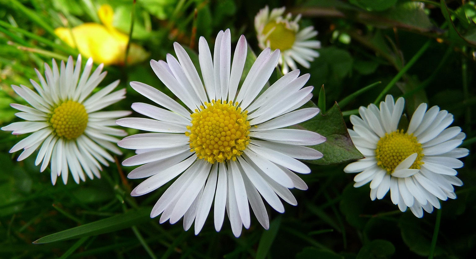 Daisies (Bellis perennis).