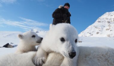 Polar bears and climate change: New research in Norway has scientists baffled