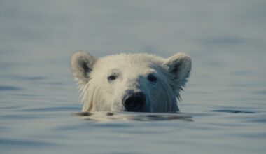 What Happens When a Polar Bear Comes to Town?