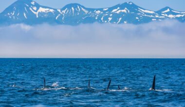 Orcas off the coast of Hokkaido