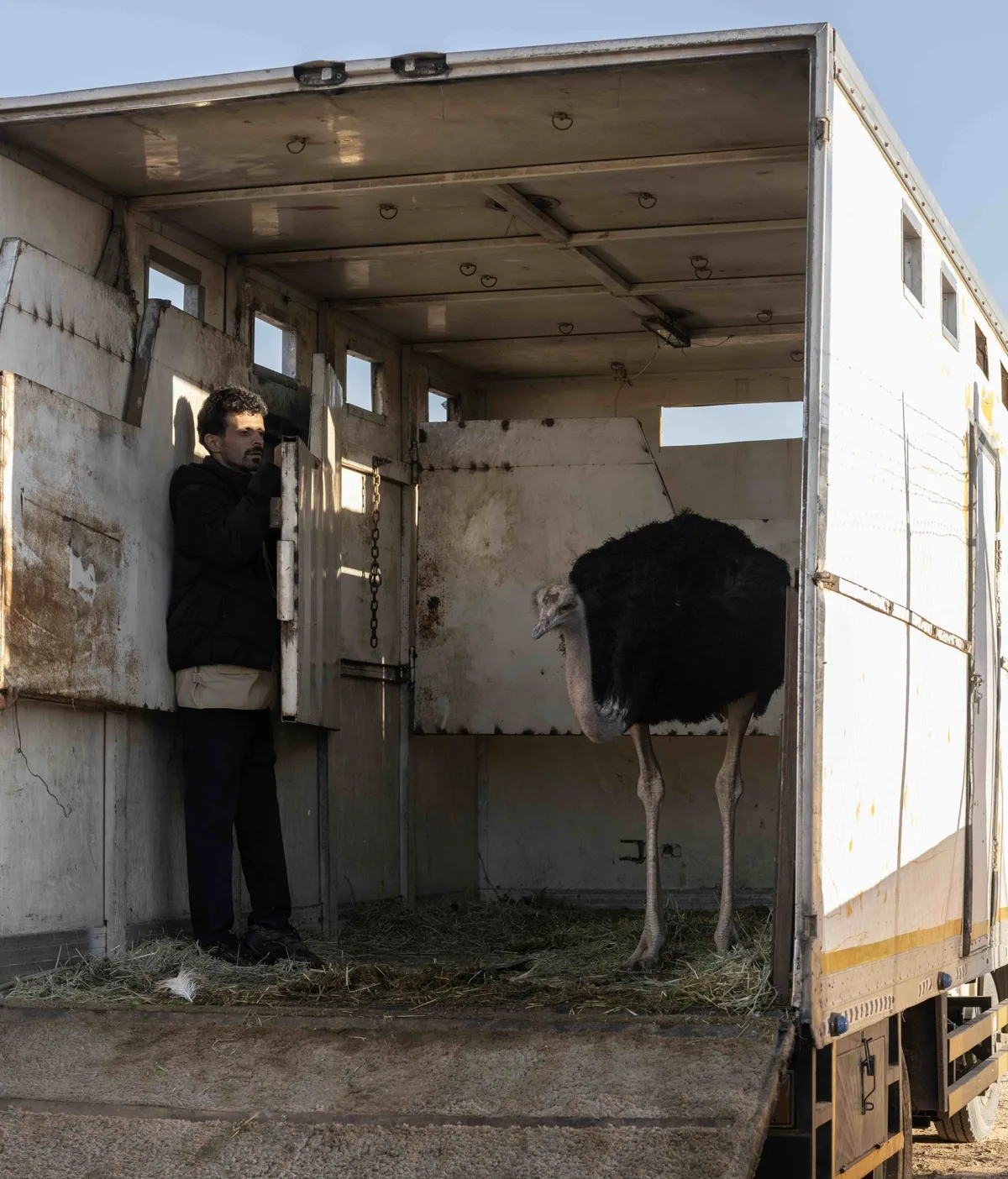 Ostrich arrives for release