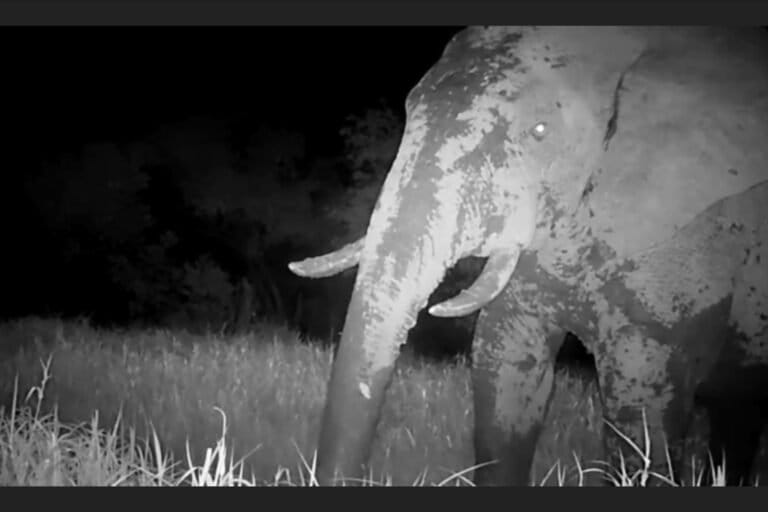 Screenshot of an elephant captured by a camera trap in Senegal, courtesy of Panthera & Senegal’s National Parks Directorate.