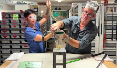 Carl & Mara Barden work together carefully holding an eastern diamond back rattlesnake and extract venom that will be processed into antivenoms to help save lives. (Spectrum News/Randy Rauch)
