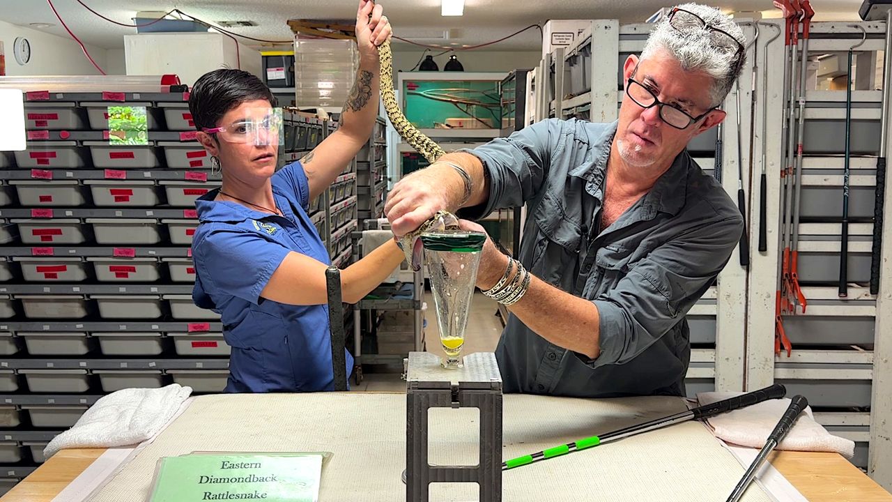 Carl & Mara Barden work together carefully holding an eastern diamond back rattlesnake and extract venom that will be processed into antivenoms to help save lives. (Spectrum News/Randy Rauch)