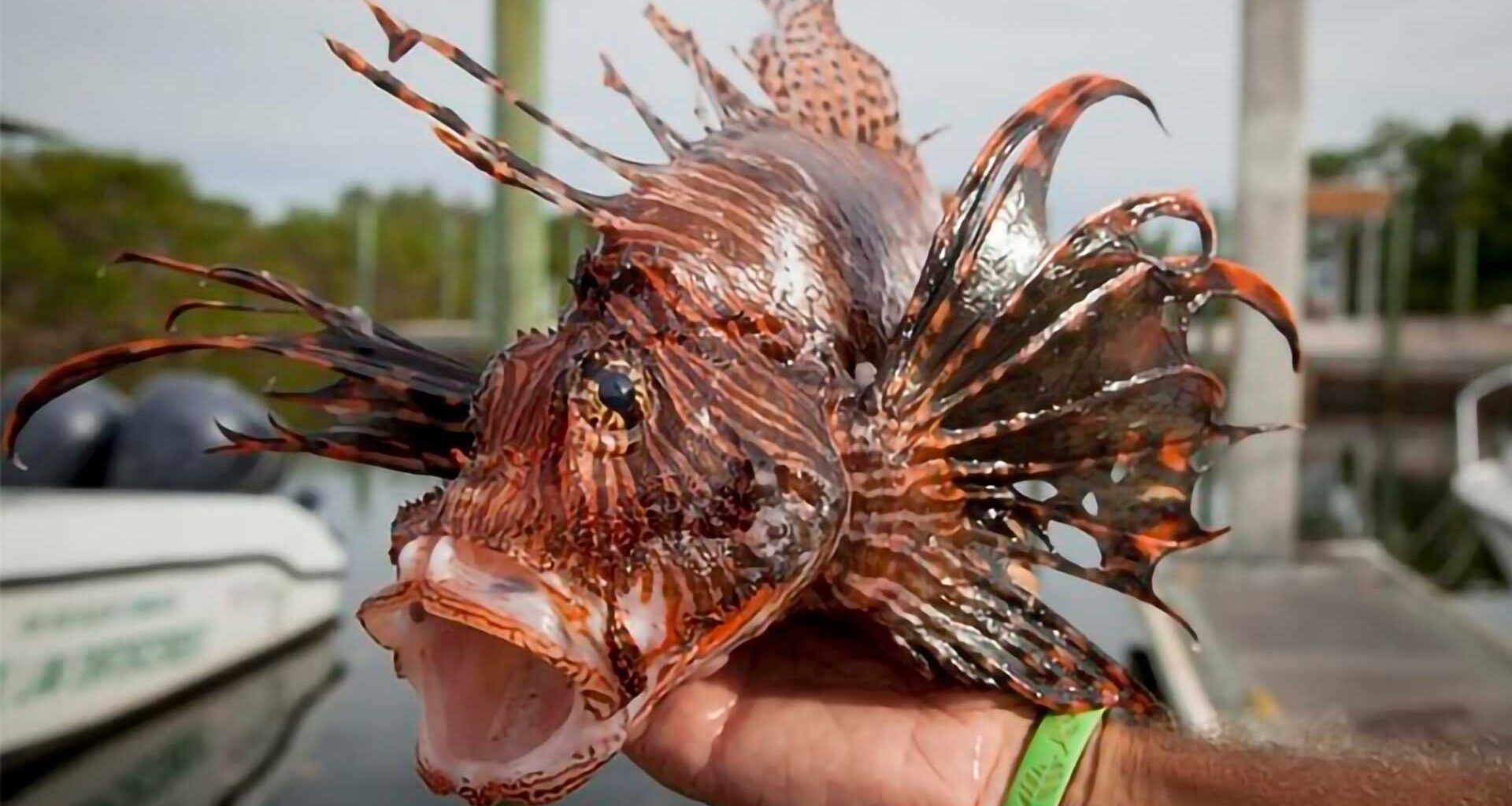 Invasive lionfish are destroying reefs, and the most controversial solution is to eat the predator, which experts recommend removing cautiously in the Caribbean and the Atlantic.