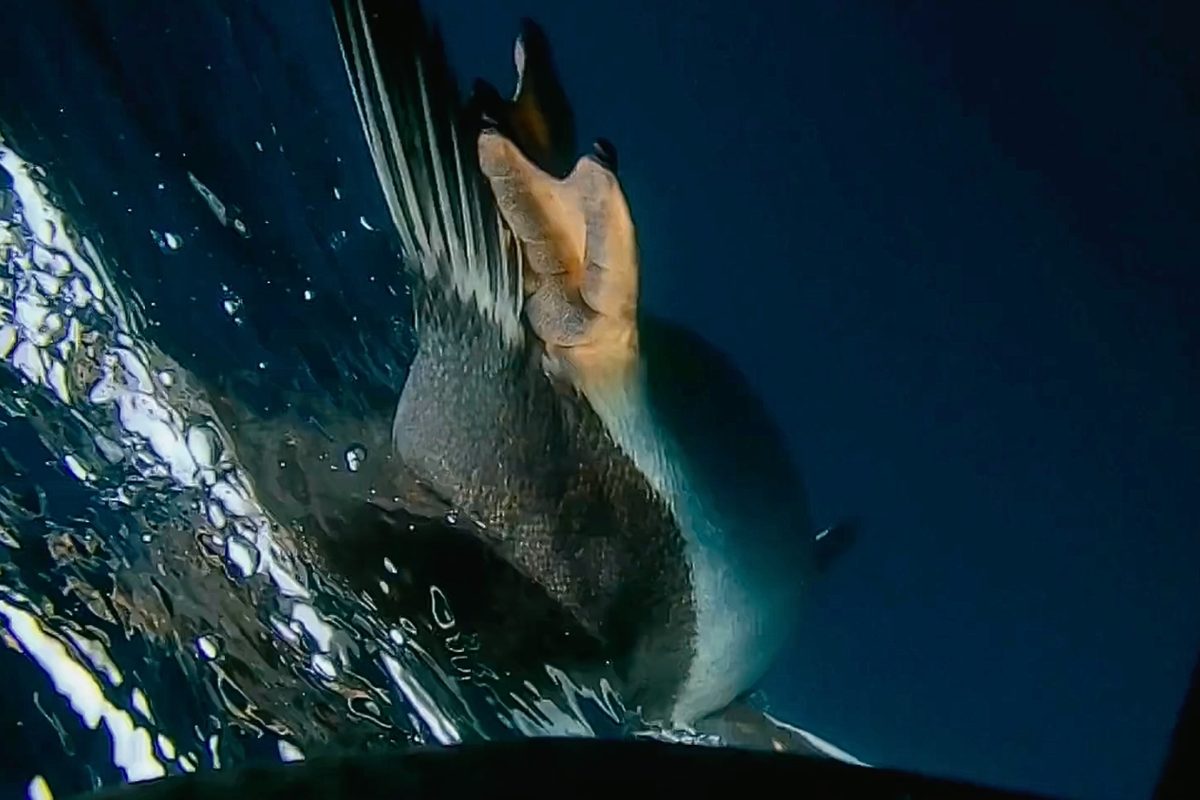 Penguin camera