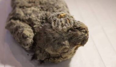 Perfectly Preserved Lion Cub Found, And It Looks Like It Never Died