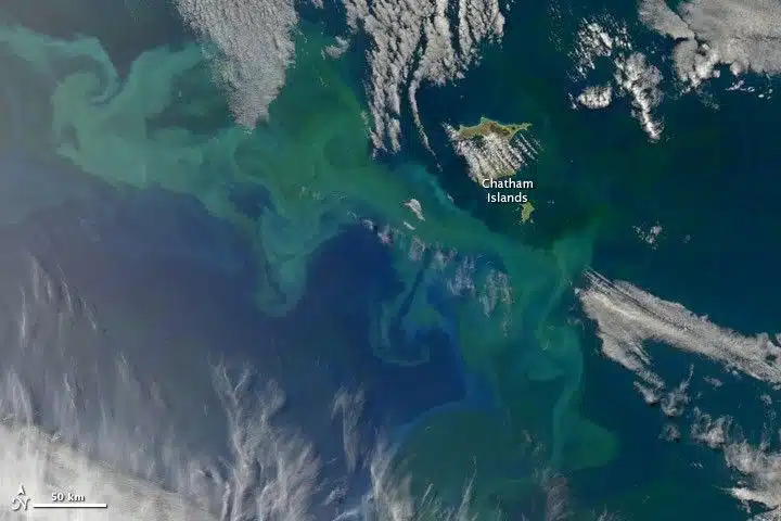 Phytoplankton Bloom Swirls Around The Chatham Islands