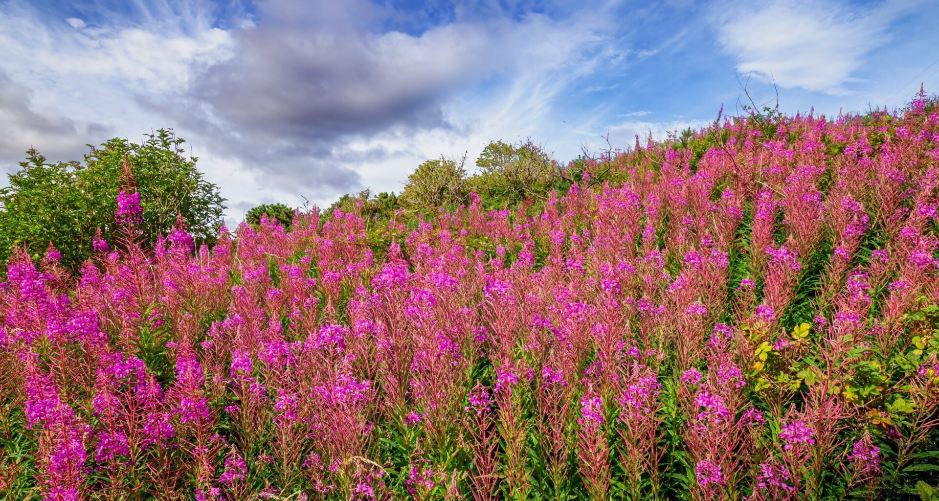 Plants use chemical smells to communicate with their neighbors