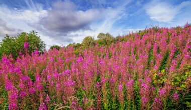 Plants use chemical smells to communicate with their neighbors