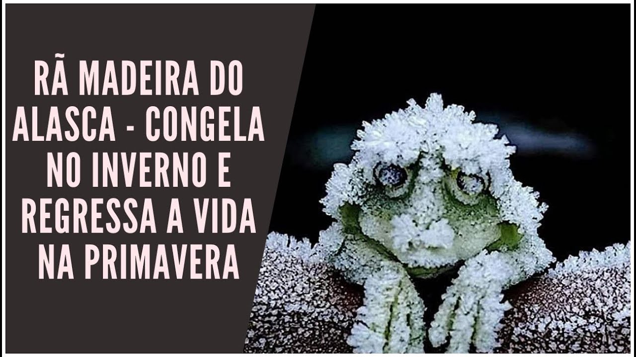 Rana sylvatica, the frog that freezes completely and comes back to life: an amphibian capable of stopping its heart for weeks, freezing up to 65% of its body water, and using glucose as a natural antifreeze.