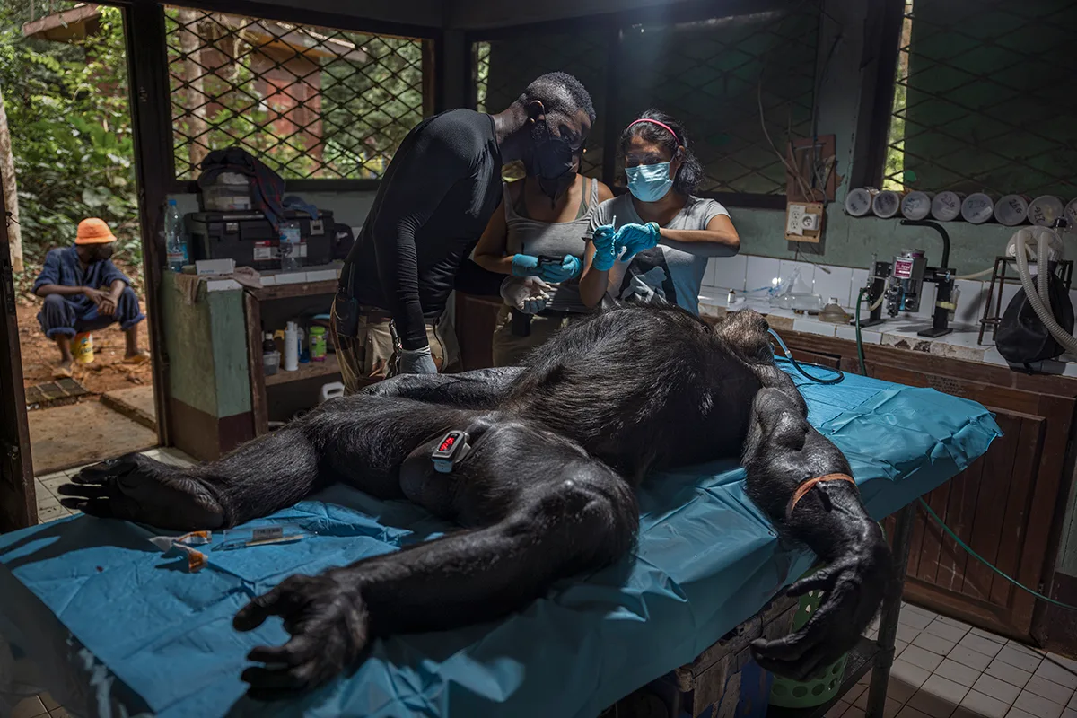 Sedated Gorilla on hospital table.
