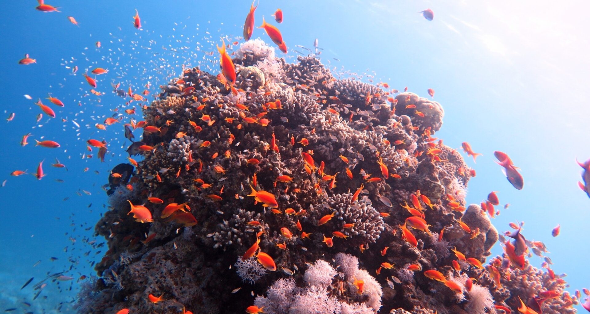 Coral reefs control the daily rhythms of ocean microbes