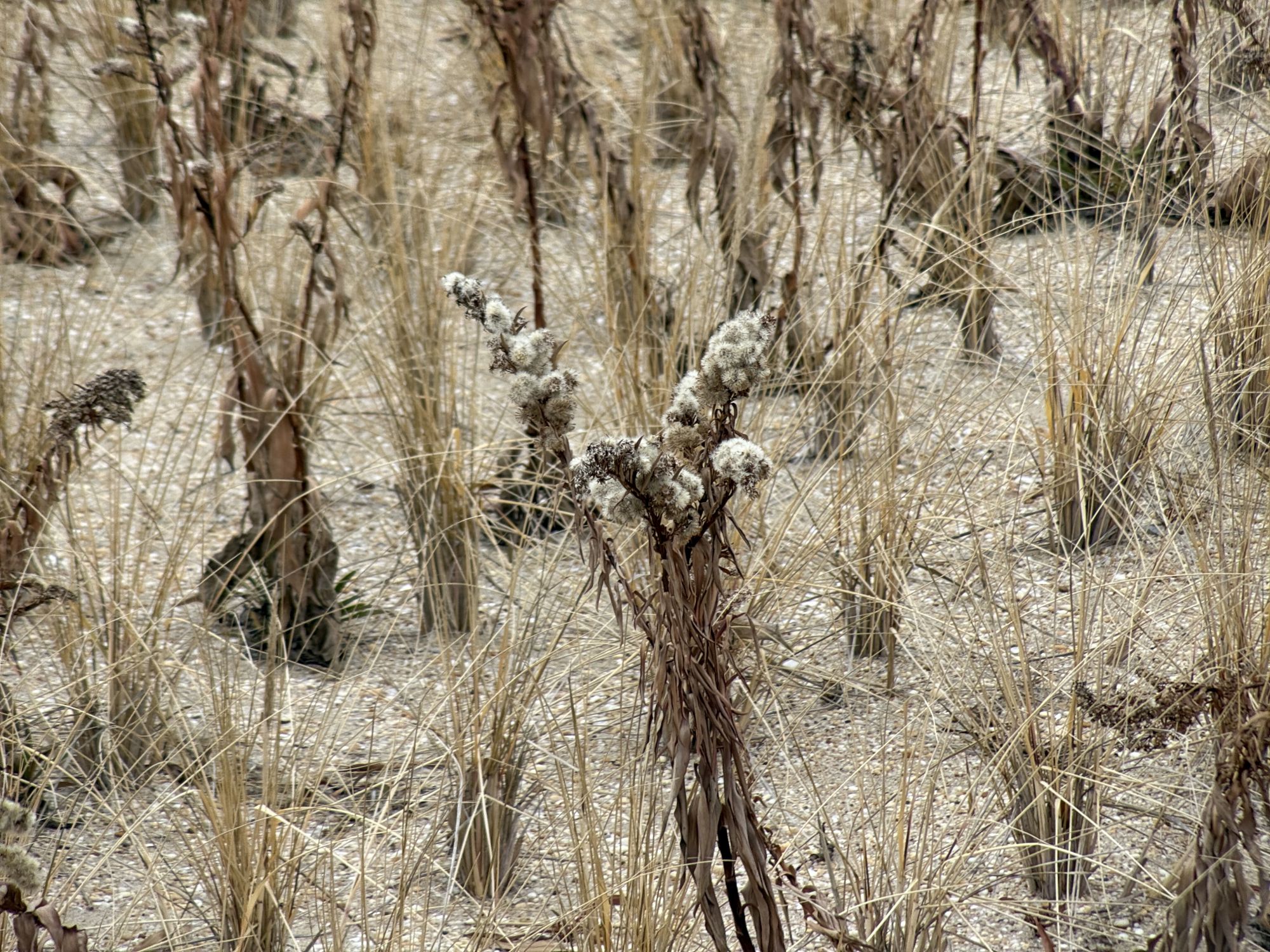 Shiftcam 240mm Super Zoom Tele zoom sample.