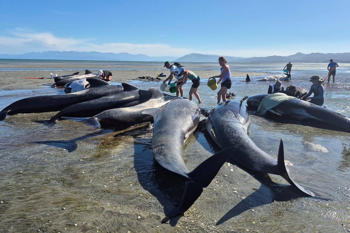 Volunteers race to save 15 whales after mass stranding on New Zealand beach