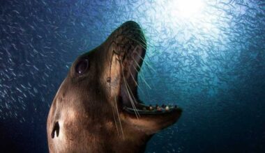 The extraordinary wildlife photography of Alejandro Prieto