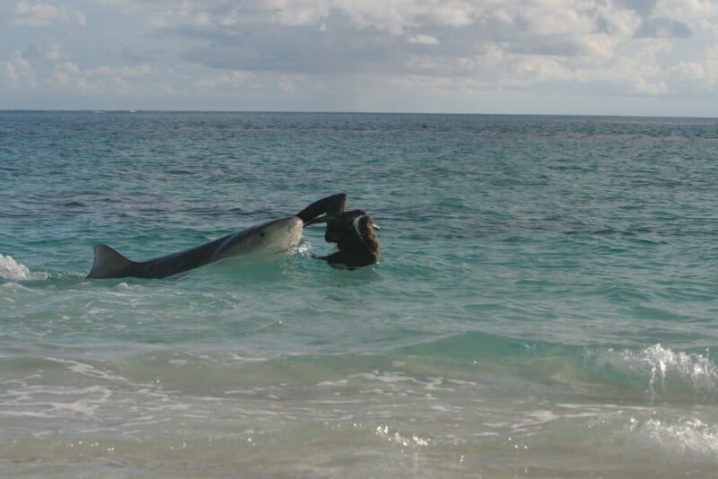 A shark in shallow ocean water near the shore bites and lifts a seal out of the water, with waves and a cloudy sky in the background.