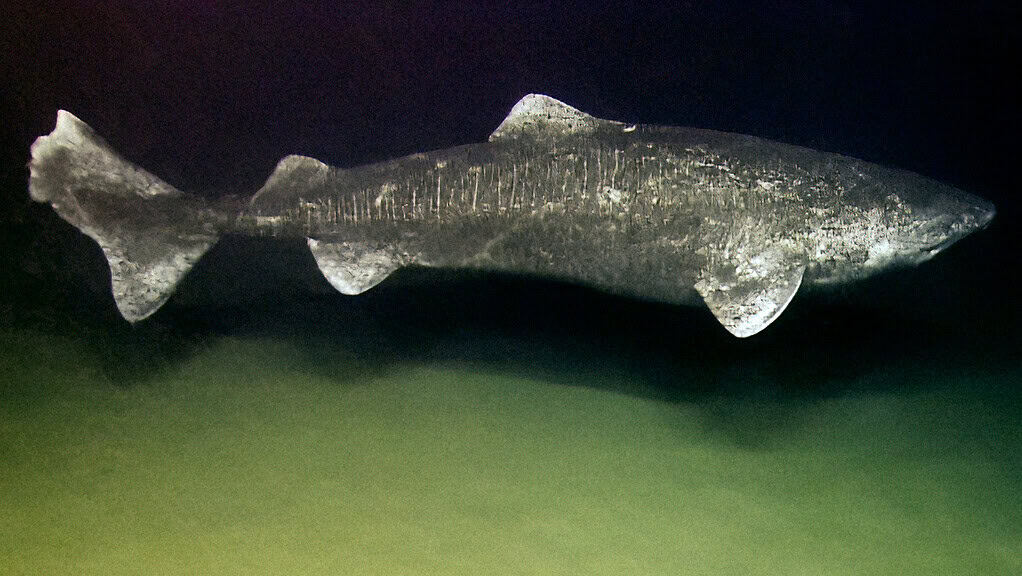 Greenland shark swimming in the deep dark of the ocean, aphotic zone, NOAA