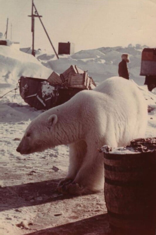 A polar bear walks on snowy ground near wooden barrels and debris, with a person in the background and snow-covered structures surrounding the area.