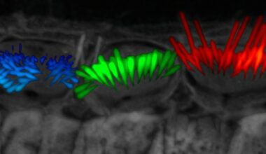 New AI Tool Accelerates Hearing Research with Unprecedented 3D Views of Sensory Cells